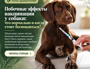 Коричневая собака рядом со шприцем и заголовок «Побочные эффекты вакцинации у собаки»