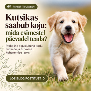 Kutsikas saabub koju ET