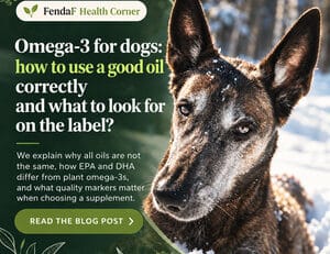 Omega-3 for dogs: how to use a good oil correctly and what to look for on the label