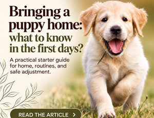 Puppy arriving home EN