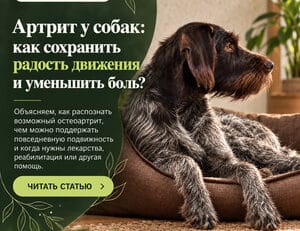 Артрит у собак: как сохранить радость движения и уменьшить боль