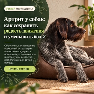 Артрит у собак: как сохранить радость движения и уменьшить боль