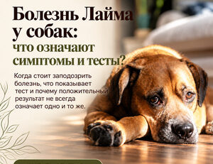 Болезнь Лайма у собак RU