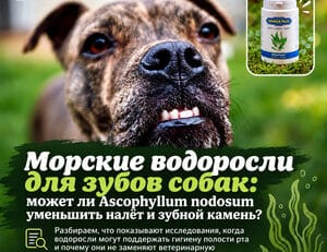 Морские водоросли для зубов собак: Ascophyllum nodosum, налёт и зубной камень