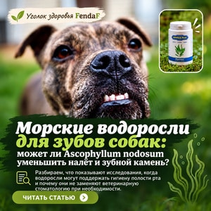 Морские водоросли для зубов собак: Ascophyllum nodosum, налёт и зубной камень
