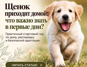 Щенок дома RU