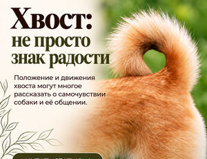 Язык хвоста собаки RU